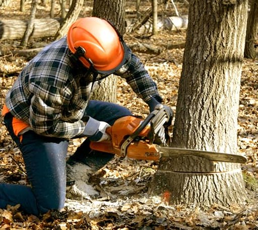 Tree Removal in Oak Harbor, WA